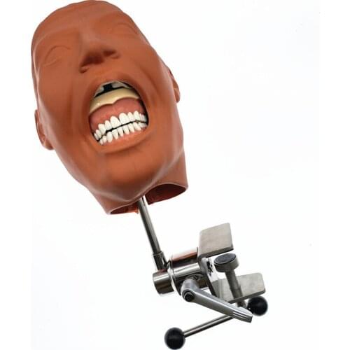 Dental Manikins Phantom Head Model Simulation Training Teeth Model for Dental Teaching Training
