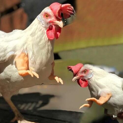 Chicken Arm Toy Gag Gift Chicken Arms Props Chicken Forelimb Decoration Spoof For Pet Themed Party Farm Animal Supplies