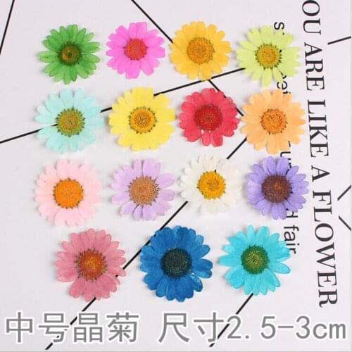 12PCS Pressed Dried 2.5-3 cm Chrysanthemum Multicaule Flowers Wedding Decoration flower Plant For Resin Jewelry Making