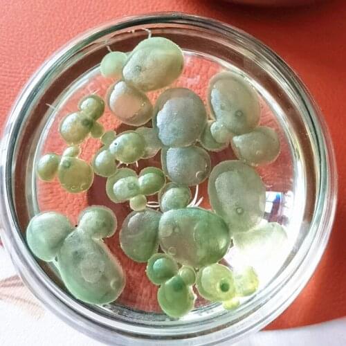 3-9-14CM 6PCS Artificial Aquarium Plants Mini Simulation Floating Lotus Leaf Plastic Crafts DIY Landscaping Home Decor Materials