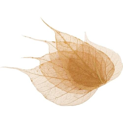 5pcs Natural Pressed Dried Linden Leaves Bodhi Leaf for DIY Arts and Crafts