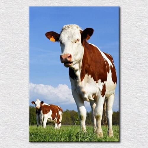 Modern canvas prints from photos of most beautiful cow of Australian farms animal print for baby room free shipping