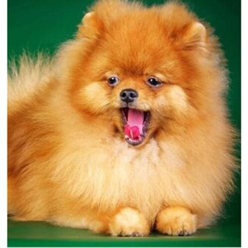 5D DIY Diamond Painting Animal Picture Puppy Picture Square/Round Diamond Cross Stitch Embroidery Decoration Artwork WG2954