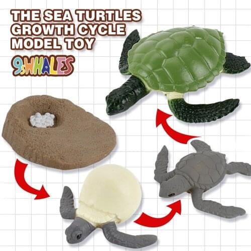 Sea Turtles Growth Cycle Simulation Sea Life PVC Educational Toy Scene Design Simulation Powder Toy Decoration Gift