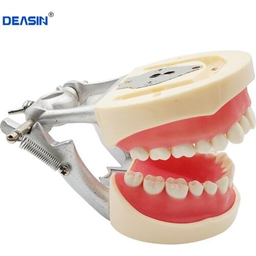 Dental Teeth Model 32 pcs Removable Teeth Teaching Study Typodont Demonstration Model Soft Gingivae Standard Adult Teeth Model