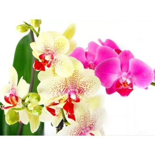 Flower Orchid DIY Cross Stitch 11CT Embroidery Kits Craft Needlework Set Cotton Thread Printed Canvas Home Decoration Sale