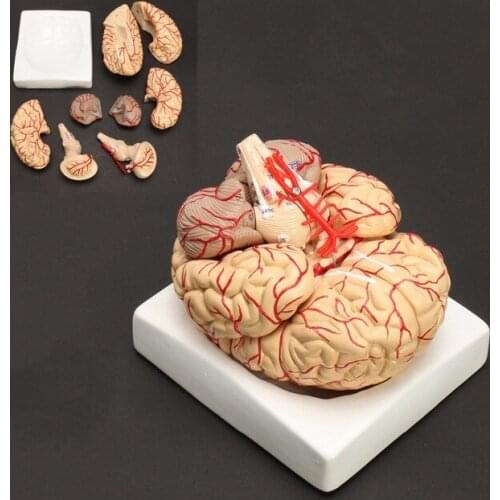 Human Life Size brain anatomy model Medical Set 8 Parts Budget Brain Arteries Model Anatomy 16.5x15x14.5cm