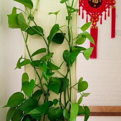 10 Pcs Invisible Wall Rattan Clamp Clip Plant Climbing Hook Climbing Wall Fixer Support Wall Sticky Clip Vine Rattan Fixed D6N7