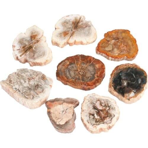 TUMBEELLUWA 1Lot (2Pc) Natural Petrified Wood Stone Slab Specimen,Random Shapes,Healing Crystal Collection,Jewelry Making