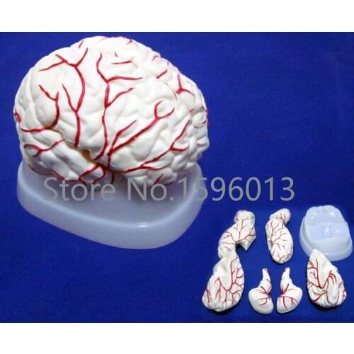 HOT Medical Brain Model with Arteries 8 parts, Anatomical Brain Model with Arteries