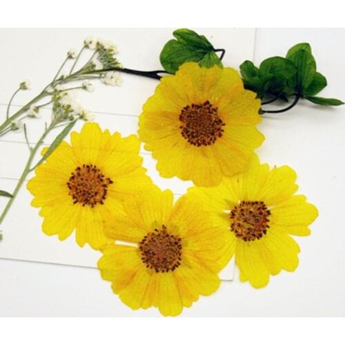 12pcs Pressed Dried Sanvitalia Procumbens Lam. Flowers Plant Herbarium For Jewelry Postcard Invitation Card Phone Case DIY