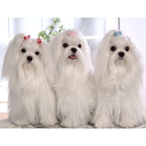 Full Square Round 5D DIY Diamond Painting Maltese Dog Diamond Embroidery Cross-Stitch kits,handmade gift Mosaic Decoration AZ525