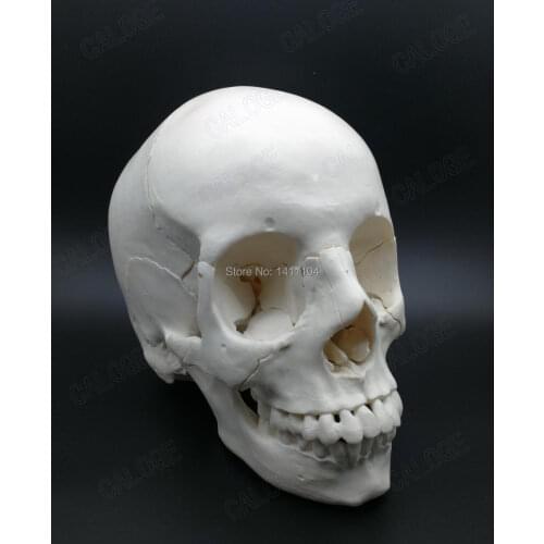 Free shipping&Skull assembly skeleton model, skull detachable,cosmetic procedures\facial micro-plastic surgery teaching model