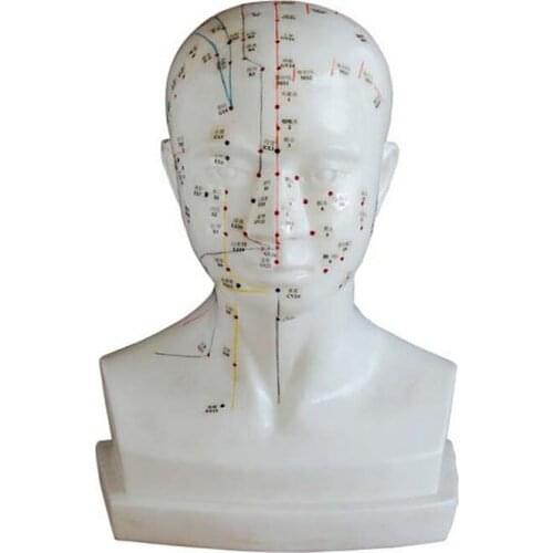 Life-Size Head Acupuncture Model
