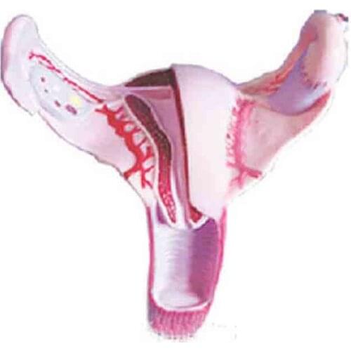 SMD0684 uterine anatomical model
