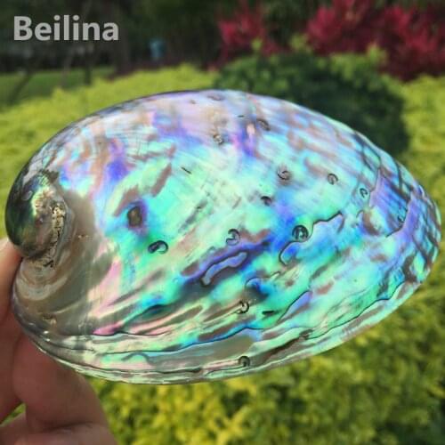 Beilina Decorative Seashells