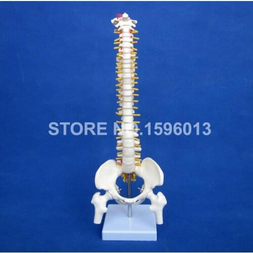 Vertebral Column Model with Pelvis,Femur Heads and Sacrum, 45CM Spine Model with Intervertebral Disc