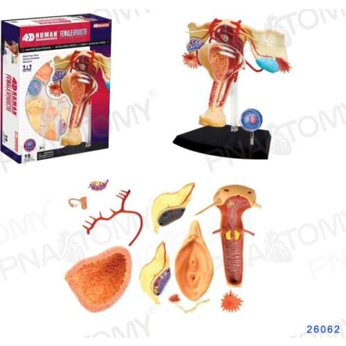 4D MASTER Female reproductive system model, ovary and uterus anatomical model, bladder vascular gynecology display