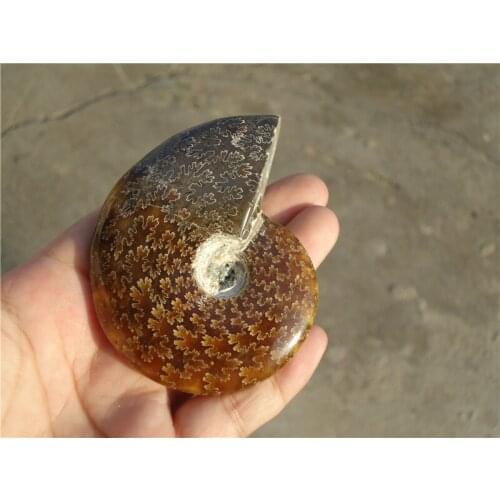 135g AA++ Natural AMMONITE PRETTY NAUTILUS MADAGASCAR FOSSIL SPECIMEN HEALING free shipping