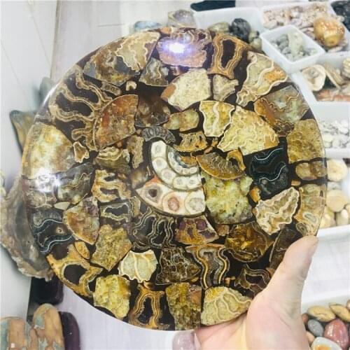20cm Natural AMMONITE PRETTY NAUTILUS MADAGASCAR FOSSIL SPECIMEN HEALING free shipping 1pc