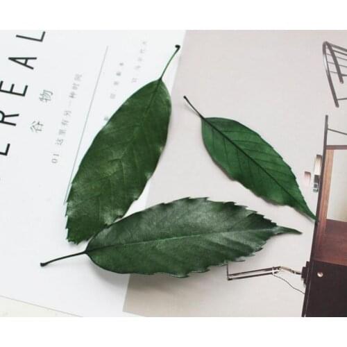 20pcs 7-12cm Length Preserved Acorn Leaf Leaves For Craft Gift Material Accessory Decoration Flower Arranging DIY