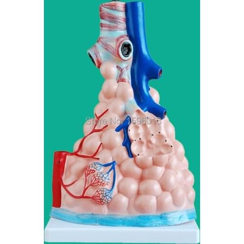 Anatomical Alveolus model, Magnified Pulmonary Alveolus Model
