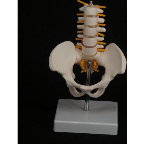 Half Size Pelvis With 5 Pieces Lumbar Vertebrae Anatomy Teaching Model