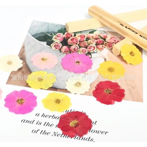 Rose Botanical Teaching Specimen Natural Dried Flower Mobile Phone Case Epoxy Frame DIY Handmade Press Flower Flower Material