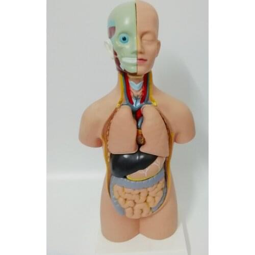 45CM human torso anatomical model visceral organ anatomical model medical teaching model 11 parts