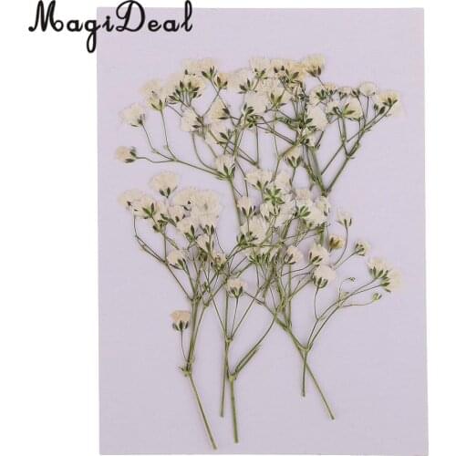 10Pcs Beautiful Pressed Real Babys Breath Flower Dried Flowers for Art Craft Scrapbooking Card Making Resin Mold Filler