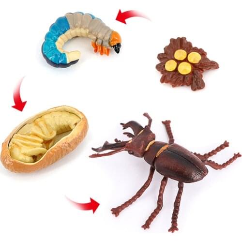 2x Animal Life Cycle Classroom Teaching Aids Ages 5+ Insect