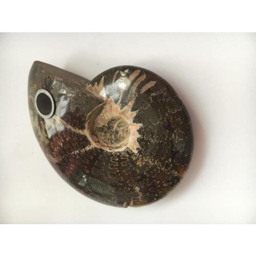Drop shipping Natural Ammonite Fossil Snail Fossil Shinning Conch bobacco pipes