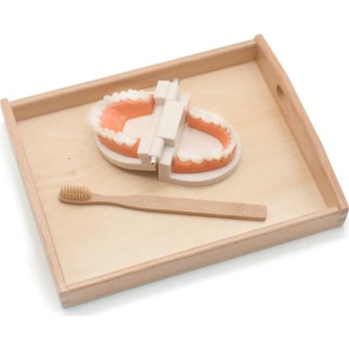 Dental Teaching Study Brushing Toddler Montessori Toys Practical Life Material Tooth Toy Brushing Tooth Teaching Aids A0764H