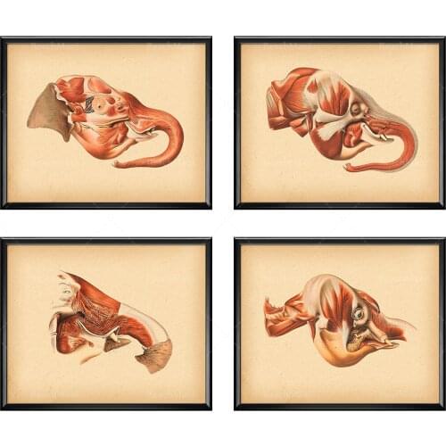 Elephant Anatomy Print, Veterinary Art, Vintage Anatomy Poster, Animals Anatomy, Zoology Poster, Biology Art, Veterinary Clinic