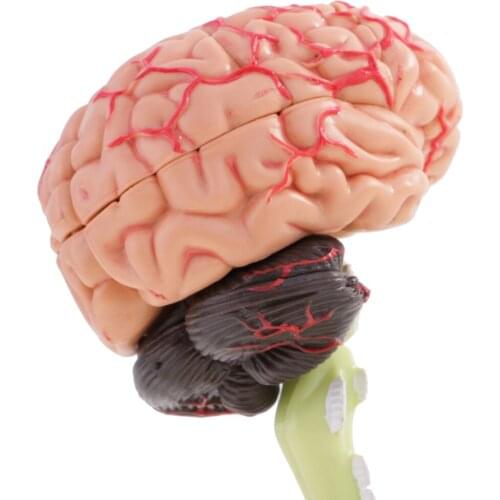 4D Disassembled Structural Anatomy Model 31 Parts Teaching Tool