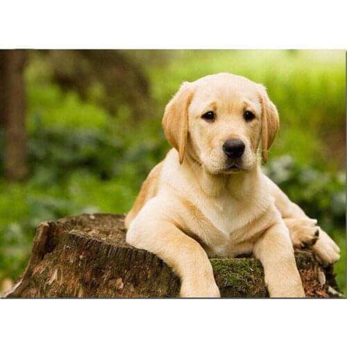 Full Square Drill 5D DIY Diamond Painting Labrador Dog Embroidery beads Cross Stitch Mosaic Rhinestone painting Home Decor L612