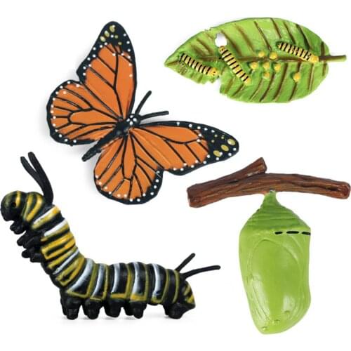 Simulation Life Cycle Insect Animals Action Figures Growth Life Cycle Model Biology Science Educational Toys for Children