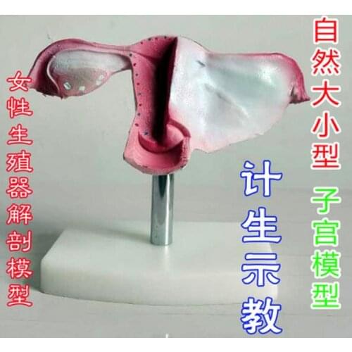 Human model Natural size uterus model Female genital anatomy Family planning free shipping