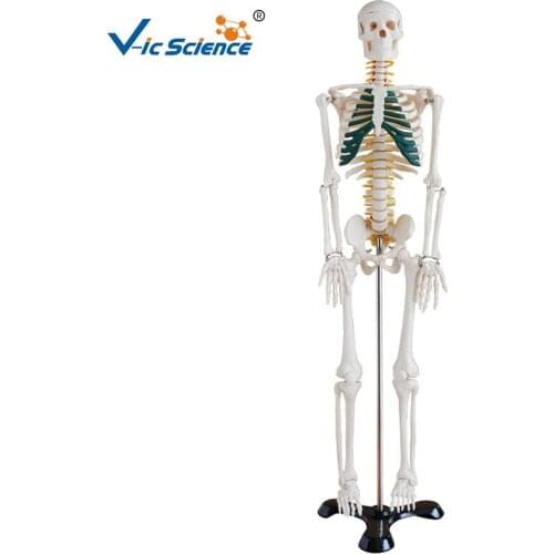 85cm Medical Science Teaching Human Plastic Skeleton Model with Spinal Nerves for Students