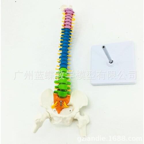 45CM Spine Model with Intervertebral Disc Human Colored Vertebral Column Model with Pelvis Femur Heads Sacrum