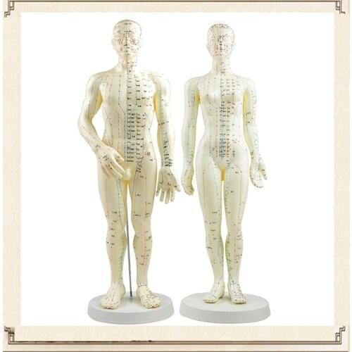 Acupuncture Model 50cm Male female with Base Human acupuncture meridians model Acupuncture Starter Kit