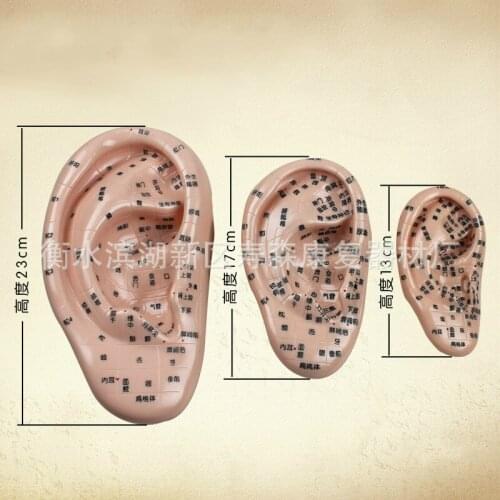 23cm massage ear high definition meridian model soft acupoint ear model reflex area massage acupuncture enlarged teaching model