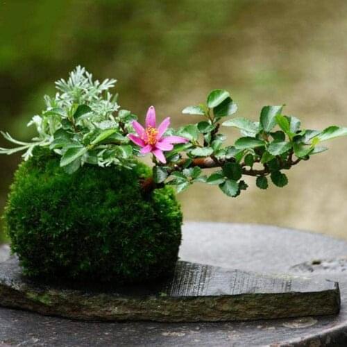 6/9/12/15CM Green Moss Ball Flower Pot Flower Bonsai Pot Holder for Garden Home Decorations Moss Ball Plant Pot dropshipping