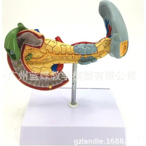 Healthy spleen/ pancreas/ gallbladder and duodenum model Medical display model