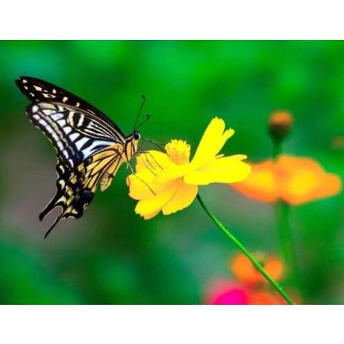 Flowers butterflies diamond painting mosaic art embroidery cross stitch rhinestone picture puzzle drawing wall decor craft toy