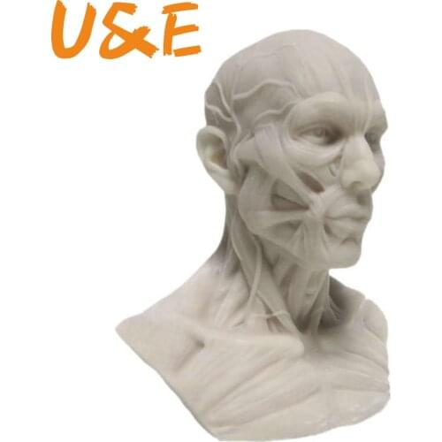 Human Muscle Skeleton Head Model Muscle Head Skull Anatomy Sculpture Art Sketch Medical Learning supplies