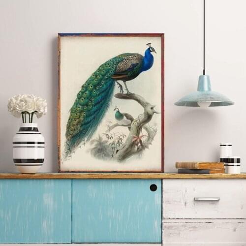 Peacock Bird Vintage Style Print Poster Wall Art Parchment Paper Old Book Illustration Antique Canvas Painting Home Room Decor