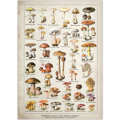 Botanical Educational Poster Mushrooms Champignons Identification Reference Chart Diagram Illustration Wall Art Canvas Painting