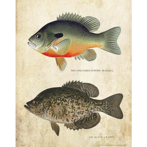 Bluegill Crappie Ice Fishing Art print Silk poster Home Wall Decor