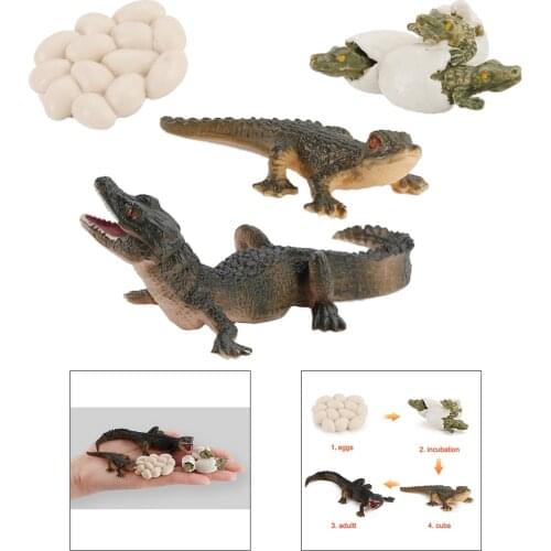 4PCS Sea Animal Life Cycle Figurines of Crocodile Plastic Marine Figures Toy Kit